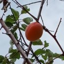 무지개삼성약국 이미지