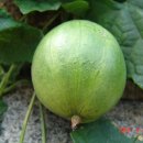 하늘타리 이미지