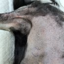 Dr. 오즈 동물병원 이미지