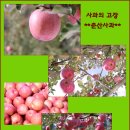 연두사과 이미지