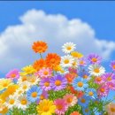 ✿ 조문 상식 ✿ 이미지