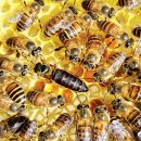 꿀벌목장 이미지