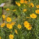 지세포로 이미지