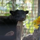 광동양계장 | 6분만에 알아보는 당신이 모르는 '사향고양이' 에 흥미로운 사실들