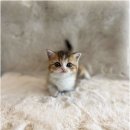 야옹아 멍멍해봐 강아지고양이 평택점 이미지