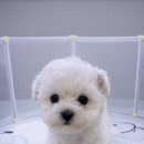 동두천-045 Daum카페
