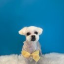 퍼스트멍멍 이미지