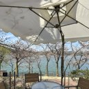 마티나타 | 경주벚꽃카페추천 보문호수 마티나타 리얼후기 개화현황포함