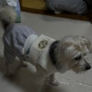 담꼬담아 이미지