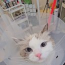 냥클래스 이미지