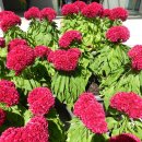 연수꽃식물원 이미지