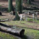 사슴방목장 이미지