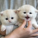 미유펫 강아지분양 고양이분양 김포점 | 김포고양이분양 미유펫 분양한 후기