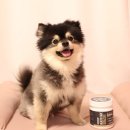 영남헬스앤케어 | 강아지 피부 영양제 고민될 때, 하우펫 헬스케어 스킨앤코트 꾸준히 먹여본 후기