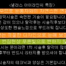 넬라스 Daum카페