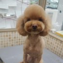 이개내고양이 이미지