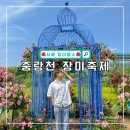 묵동장로교회 | 서울 중랑천 장미축제 5월 18일 실시간 개화현황