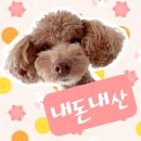 구미 산동 아이엔 동물병원 네이버블로그