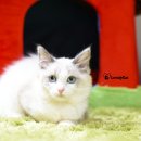 블루랙돌 이미지