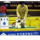 조은켄넬 Daum카페