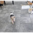 안녕, 상이 친구들! 이미지