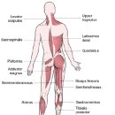 muscle energy technique의 이론적 기초- Leon Chaitow의 개념 이미지