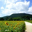 밀양 산외면 해바라기축제. "해맑은 상상,해바라기 하늘을 날다" 이미지