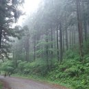 장성 축령산 편백나무 숲 이미지