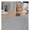 아이러브독 강아지 부천점 이미지