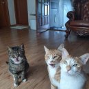 도리순이 이미지