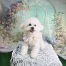 무거동 강아지 미용실 | 울산애견미용 무거동강아지 집 미용실 만족하며