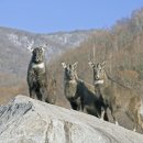 산양(산양보호구역) 이미지