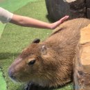 날으는고양이 | 신화 테마파크 보다 모모쥬가 더 좋았다 | 제주 가족여행 후기