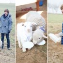 애니멀즈 이미지