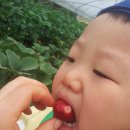 찬민농장 Daum카페