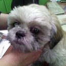 비비펫 동물병원 이미지