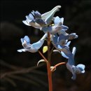 동산(중방) 이미지