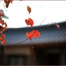 닭실마을 이미지