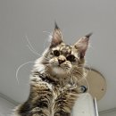 티피쿤(TIPPYCOON) 이미지