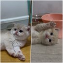 골든키티캐터리 이미지