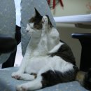 착한 고양이 이미지