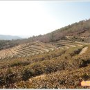 차밭매점 이미지