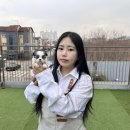 행복한 멍냥이 | 인천강아지무료입양 말티푸분양 한 후기