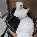동석농장 네이버블로그
