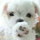 러브애견미용 이미지