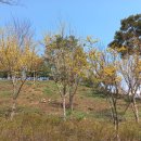 송도 달빛공원 이미지