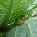 청개구리 이미지
