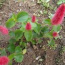 여우꼬리 이미지