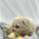 엔젤인독스 이미지