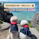 그리너 수영점 | [제주/제제그리너] 협재 애견동반카페, 협재 오션뷰는 여기🌊